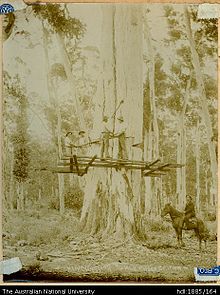 Cutting a Karri tree at Karridale. c 1890