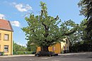 ND sweet chestnut in the courtyard of the Karl-Ritter-Schule, Kirchheimbolanden