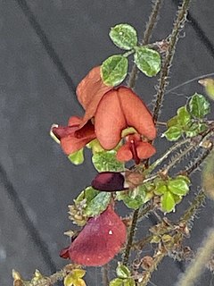 <i>Kennedia microphylla</i> Species of legume