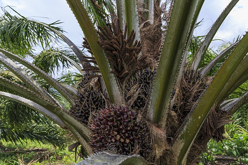 File:Kimanis Sabah Palm-oil-fruits-of-Kimanis-Estate-02.jpg