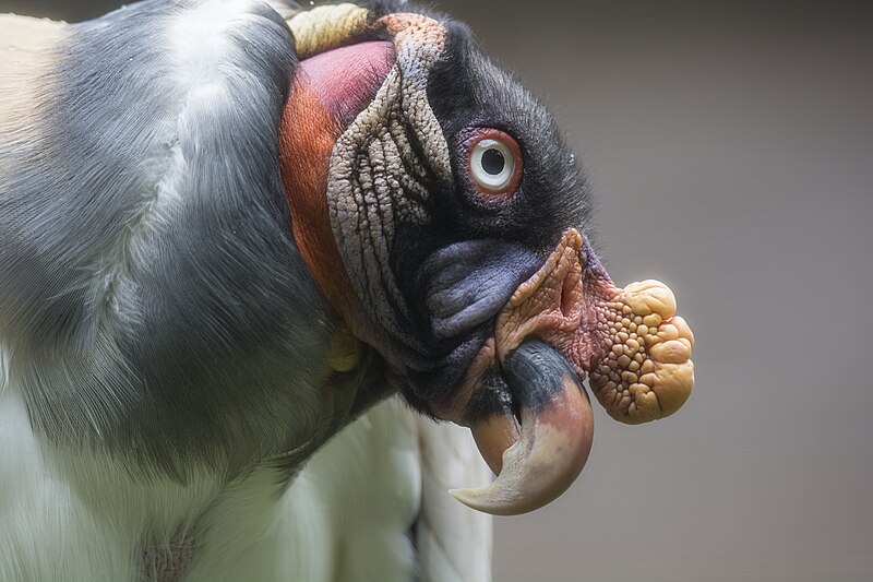 File:King vulture head shot (14104677008).jpg