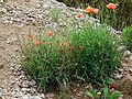 Flowering plant, Germany