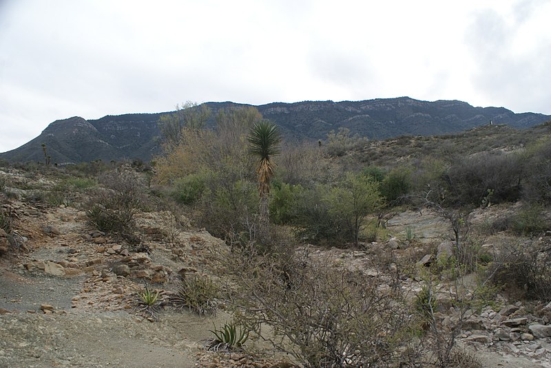 File:Km 4.1 camino a San Martin de las Vacas, Coahuila - panoramio (66).jpg