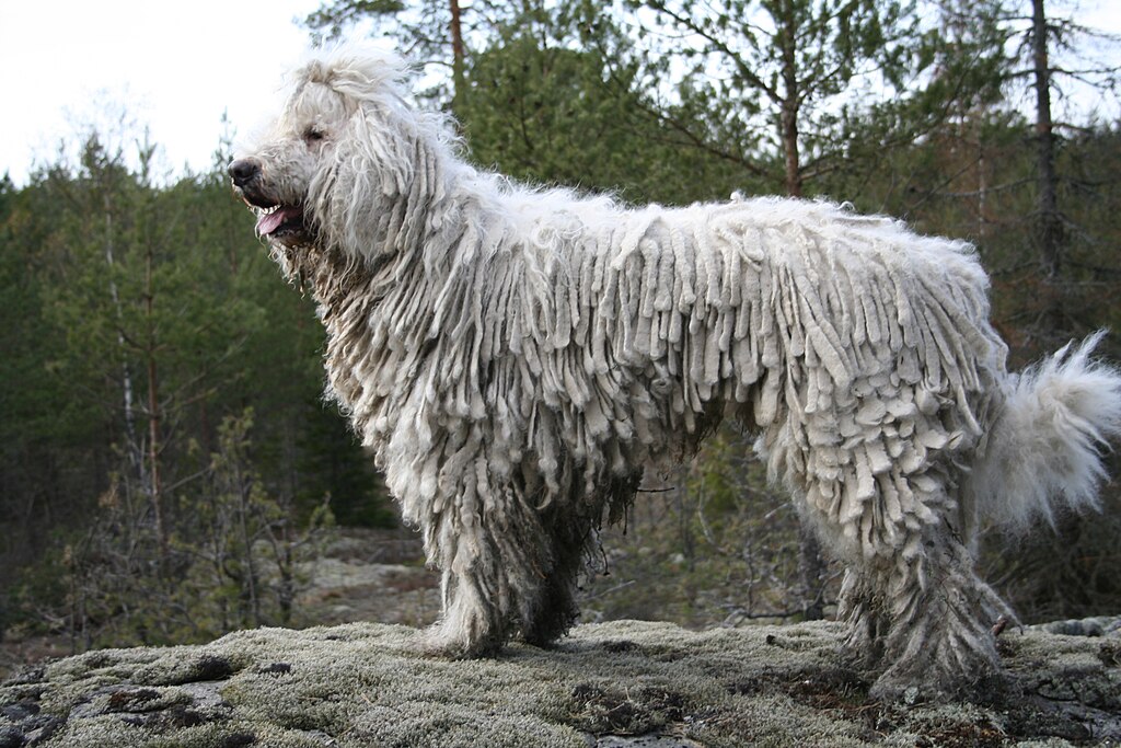 1024px-Komondor_IMG_0329.JPG