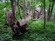 Habitat.Czech Republic Kuri, park zapadne od vsi, spadly strom (02).jpg