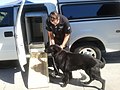 Pies policyjny z LAPD