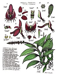 plate 051 Crepidium fimbriatum