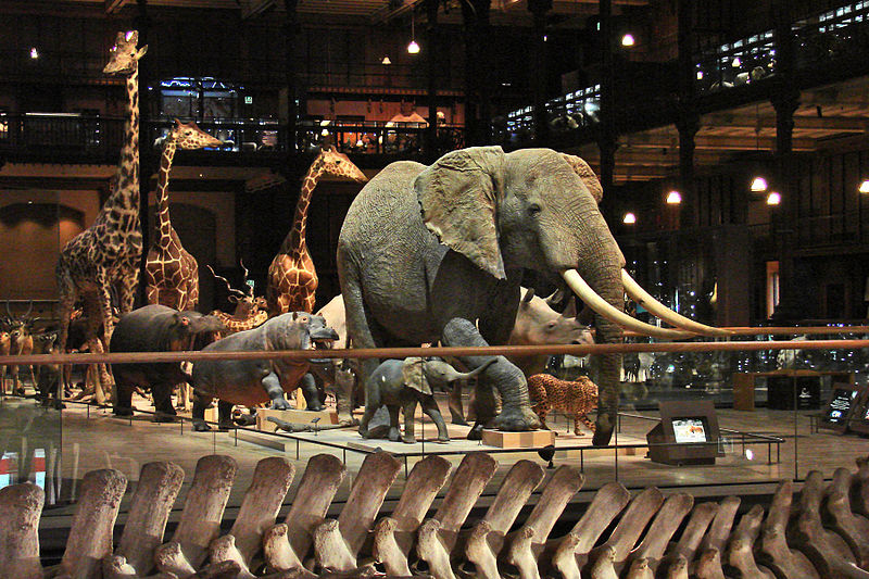 File:La galerie de lEvolution (Museum National dHistoire Naturelle) (2593147609).jpg