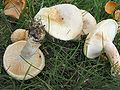 Lactarius pubescens