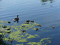 Lake Watauga, Mallards and ducklings