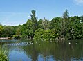 Lake at Kelsey Park, Beckenham.
