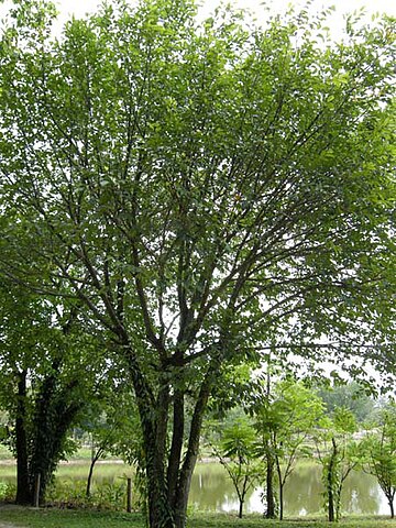 File:Lakoocha tree.JPEG