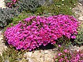 Lampranthus sp.