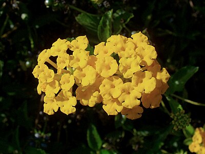 Lantana boliviensis Inflorescence