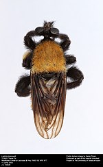 Laphria macquarti