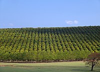 Orange plantation in São Paulo.