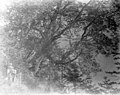 Large trees on hillside, ca 1898-1899 (WASTATE 2557).jpeg