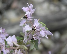 Lasiopetalum rotundifolium.jpg