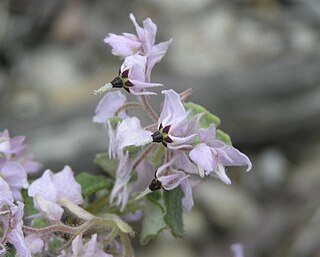 <i>Lasiopetalum rotundifolium</i> Species of shrub