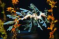 Leafy Sea Dragon camouflaged by pattern, shape, colour and swaying like the seaweed that it mimics