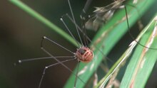 Файл: Leiobunum rotundum женски - 2010-07-23.ogv