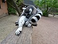 Lemur catta at Pairi Daiza.jpg