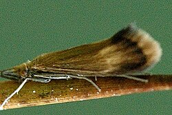 Leptocerus.interruptus.wing.detail.jpg