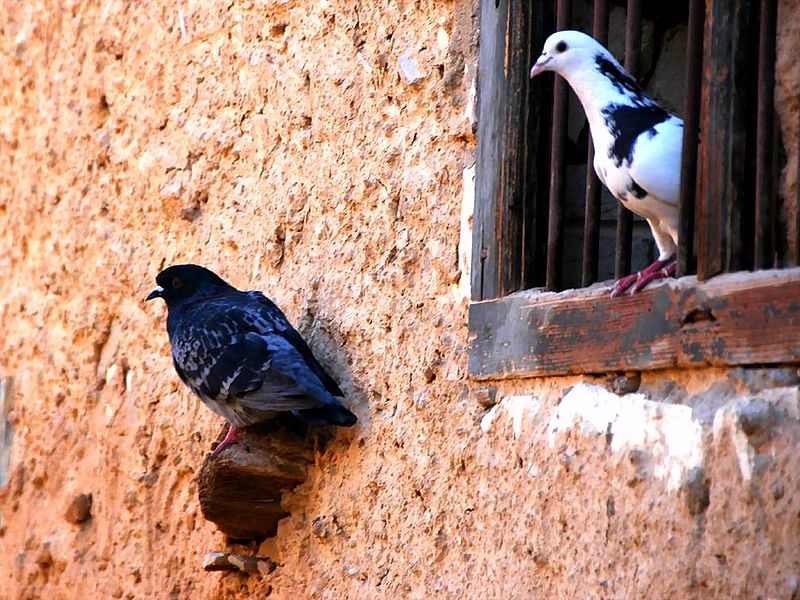 File:Les oiseaux de Siwa - panoramio (4).jpg