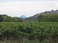 Les vignes, la roque d'Aubais et le pic Saint-Loup.jpg