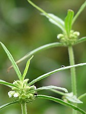 Common Leucas (Leucas aspera)