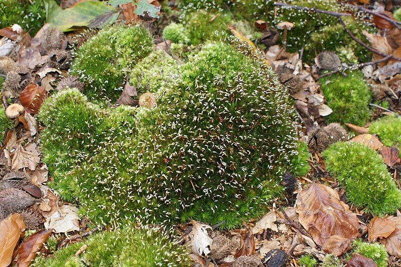 File:Leucobryum glaucum kz1.JPG