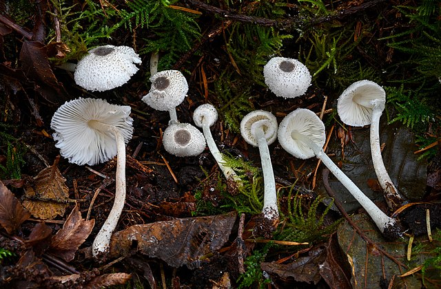 Leucocoprinus brebissonii