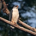 Leucopternis kuhli White-browed Hawk; Porto Velho, Rondônia, Brazil (cropped).jpg