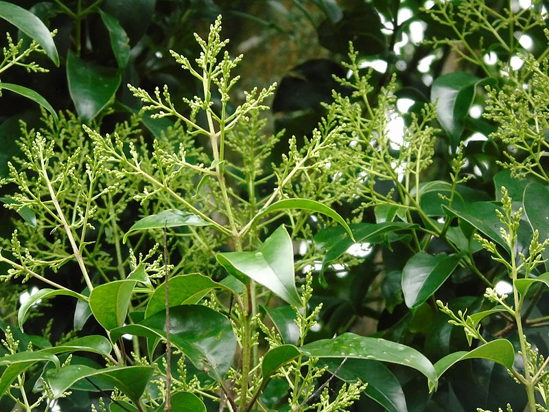 File:Ligustrum lucidum.003 - Ribadeo.jpg