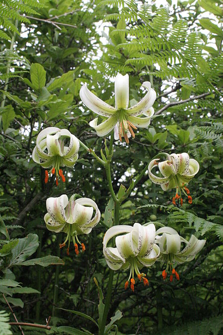 Tập_tin:Lilium_ledebourii_2.jpg