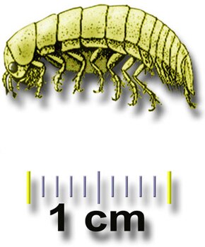 Descrierea acestei imagini, comentată și mai jos