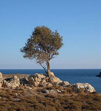 Tree overlooking beach, Lindos