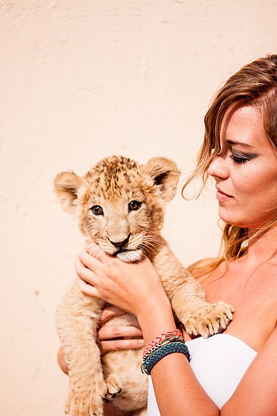 File:Lion Cub Love 2 (61689153).jpeg