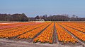Lisse, veld met tulpen bij de Lisserbeek IMG 8973 2021-04-27 11.42.jpg