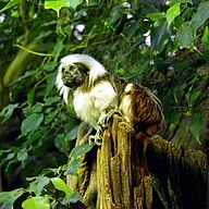 Colombian State Animal
