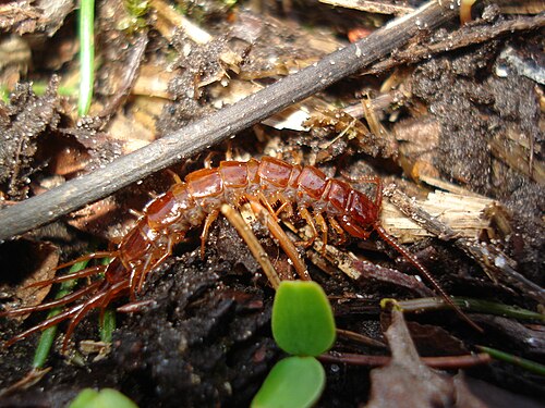 Ностянка. Обыкновенная костянка-Lithobius forficatus. Многоножка костянка обыкновенная. Костянка клещеносная (Lithobius forficatus).. Сколопендра костянка.