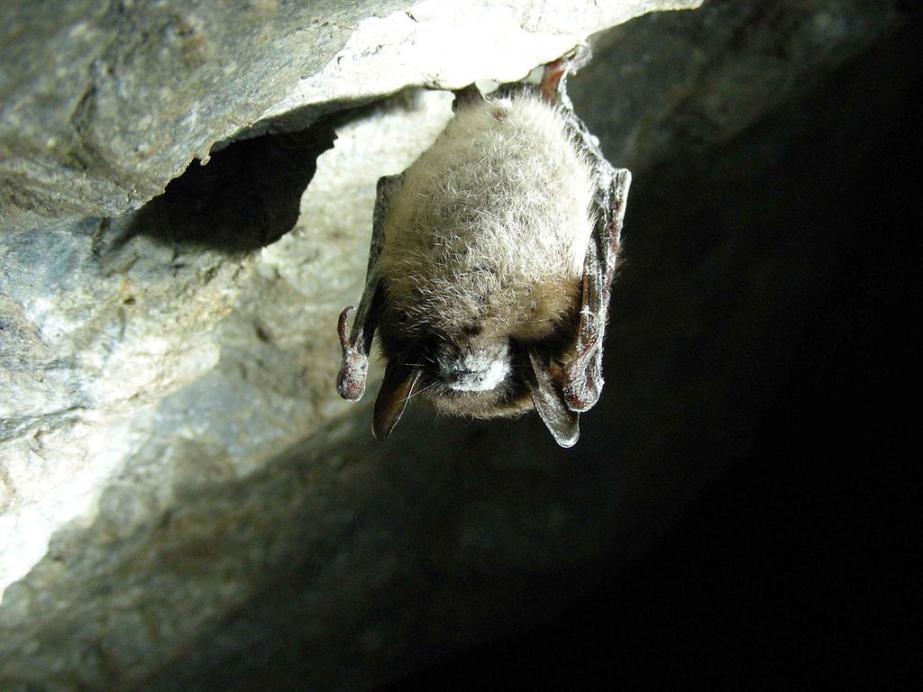 Little brown bat, hanging in a cave, public domain