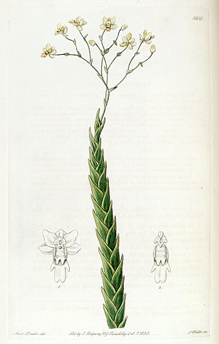 <i>Lockhartia acuta</i> Species of orchid