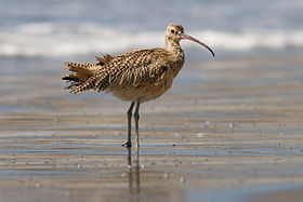 Long-billed curlew at Drakes Beach, Point Reyes.jpg
