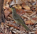 Long-billed greenbul.jpg