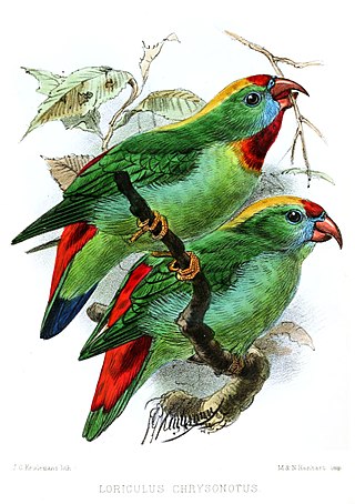 <span class="mw-page-title-main">Cebu hanging parrot</span> Subspecies of bird