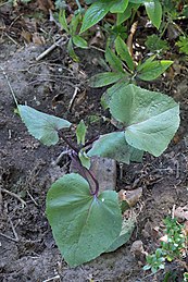 Lunaria annua 'Chedglow' 1e jaar