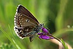 Thumbnail for File:Lysandra bellargus female 2.jpg