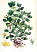 Lysimachia nemorum — Flora Batava — Volume v15.jpg
