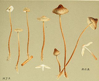 <i>Rhizomarasmius undatus</i> Species of fungus